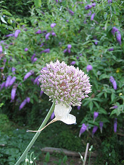 Allium & Buddlea