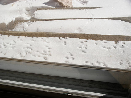 Bird Prints