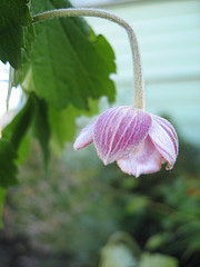 anemone