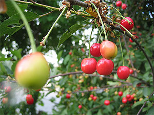 Cherries