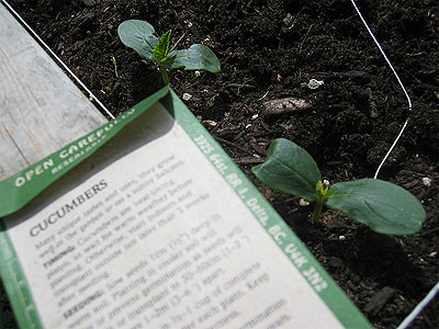 cucumber seeds