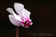 Photo by Gayla Trail  All Rights Reserved