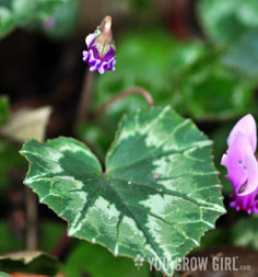 cyclamen_outdoor_th.jpg