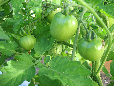 Early Girl Tomatoes