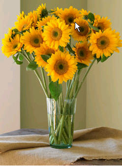 sunflowers