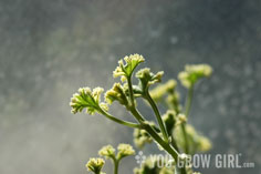 geranium_frenchlace_th.jpg