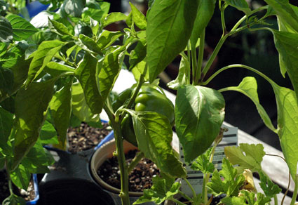 greenpepper.jpg