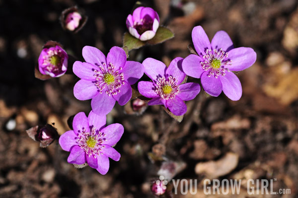 Photo by Gayla Trail All Rights Reserved