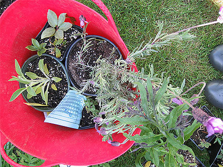 Some of the Plant Haul