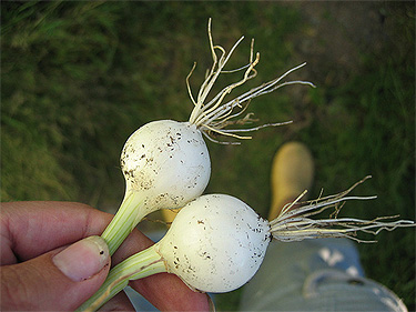 Overgrown Scallions
