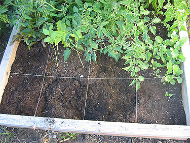 Square Foot Gardening Box 1