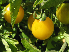 tomatoes