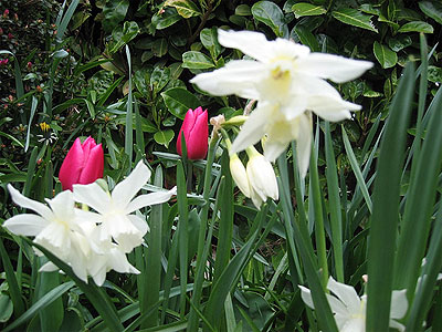 tulips.jpg