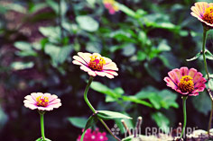 Photo by Gayla Trail  All Rights Reserved