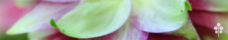 aquilegia_norabarlow_th.jpg
