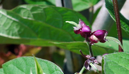 'Royal Burgundy' Bush Beans