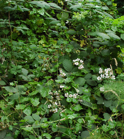 Blackberries