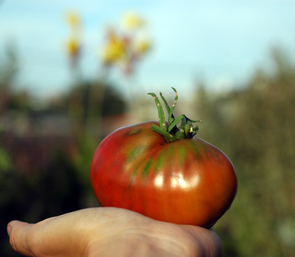 Black Pear Tomato