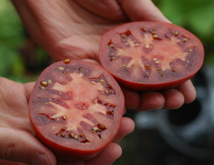 'Black Pear' Tomato Photo by Gayla Trail