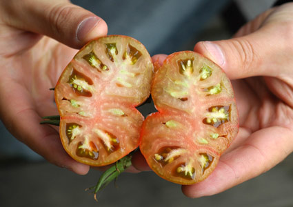 'Black Seaman' Tomato