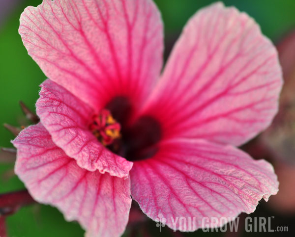 Photo by Gayla Trail All Rights Reserved