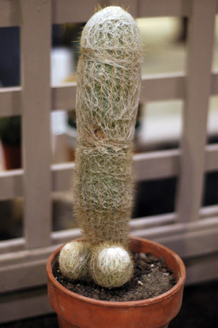 Old Man Cactus