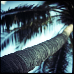 cuba_palm1_thumb.jpg