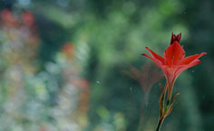 Photo by Gayla Trail  All Rights Reserved