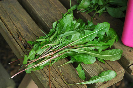 Dandelion greens