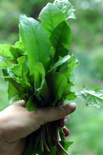 Dandelion greens