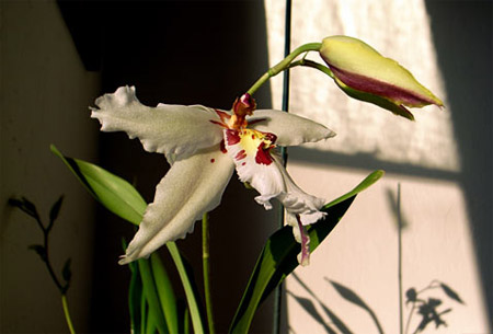 derekpowazek_orchid1.jpg