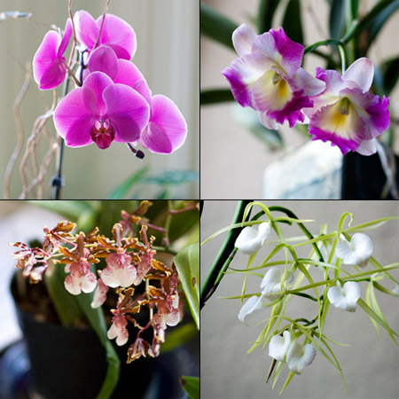 derekpowazek_orchids2.jpg