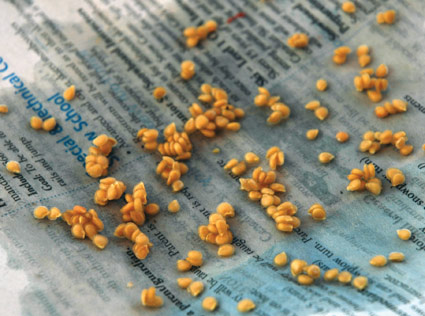 Dry tomato seeds on a pad of newspaper.