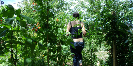 garden_aug07.jpg