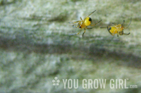 Baby Spiders You Grow Girl