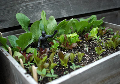 Wine Crate Filled with Greens and Radishes