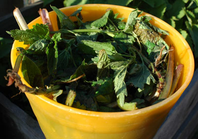 Herb Tea Fertilizer