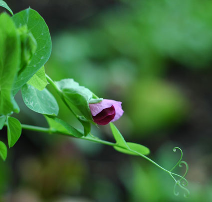 'Carouby de Maussane' Pea Flower