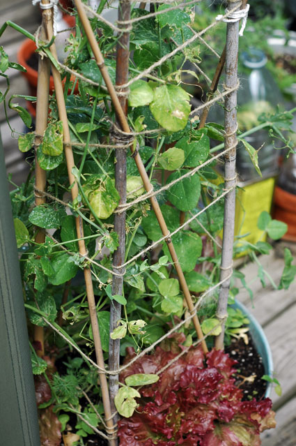 Pea plants chewed by Squirrels