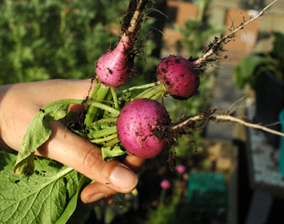 Purple Plum Radish