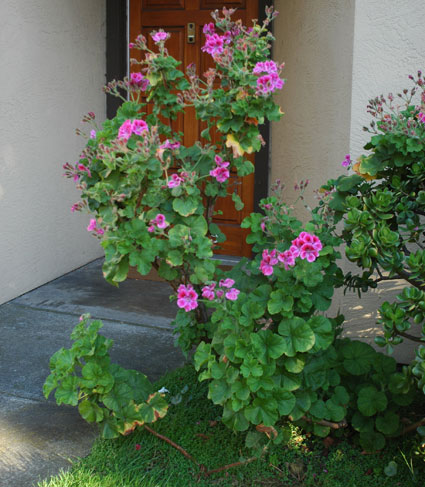 Geraniums