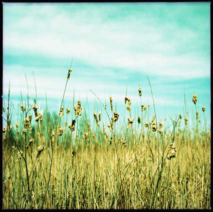 Marsh Bullrush