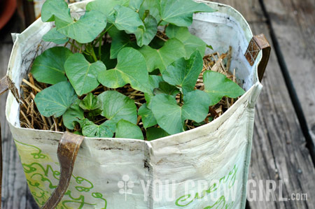 Linn Acres Farm The Harvest Sweet Potatoes in Grow Bags