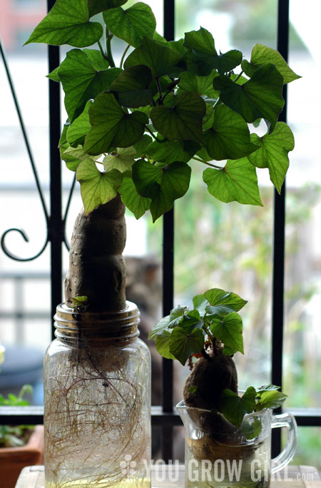 How to Grow Sweet Potatoes in a Bag  You Grow Girl