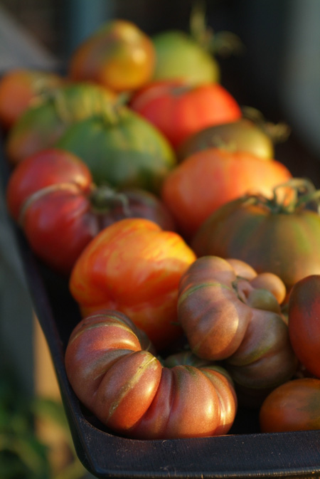 Heirloom Tomatoes