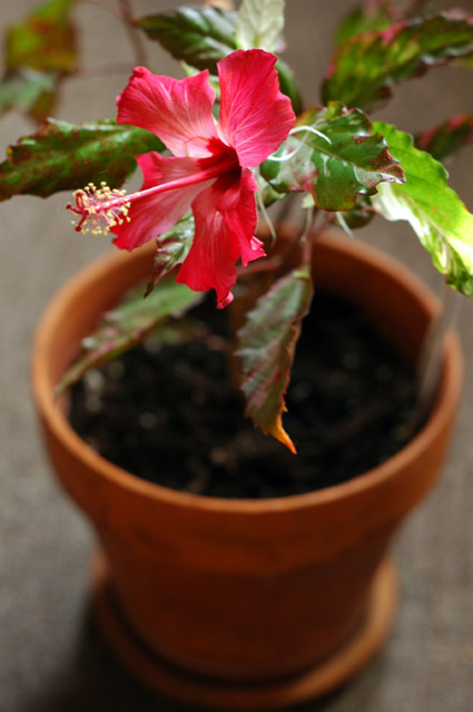 Hibiscus rosea