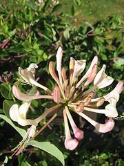 honeysuckle