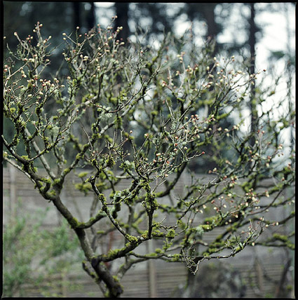 japanesegarden1.jpg