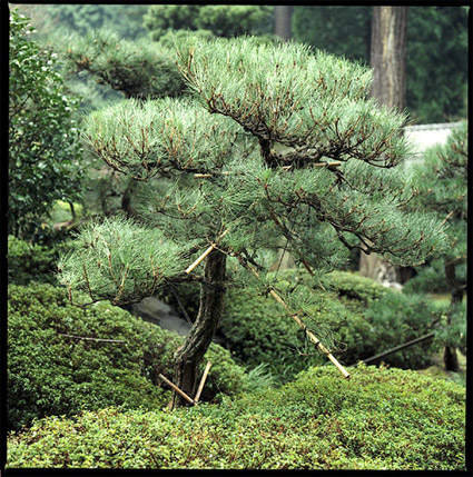 japanesegarden2.jpg