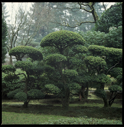 japanesegarden7.jpg